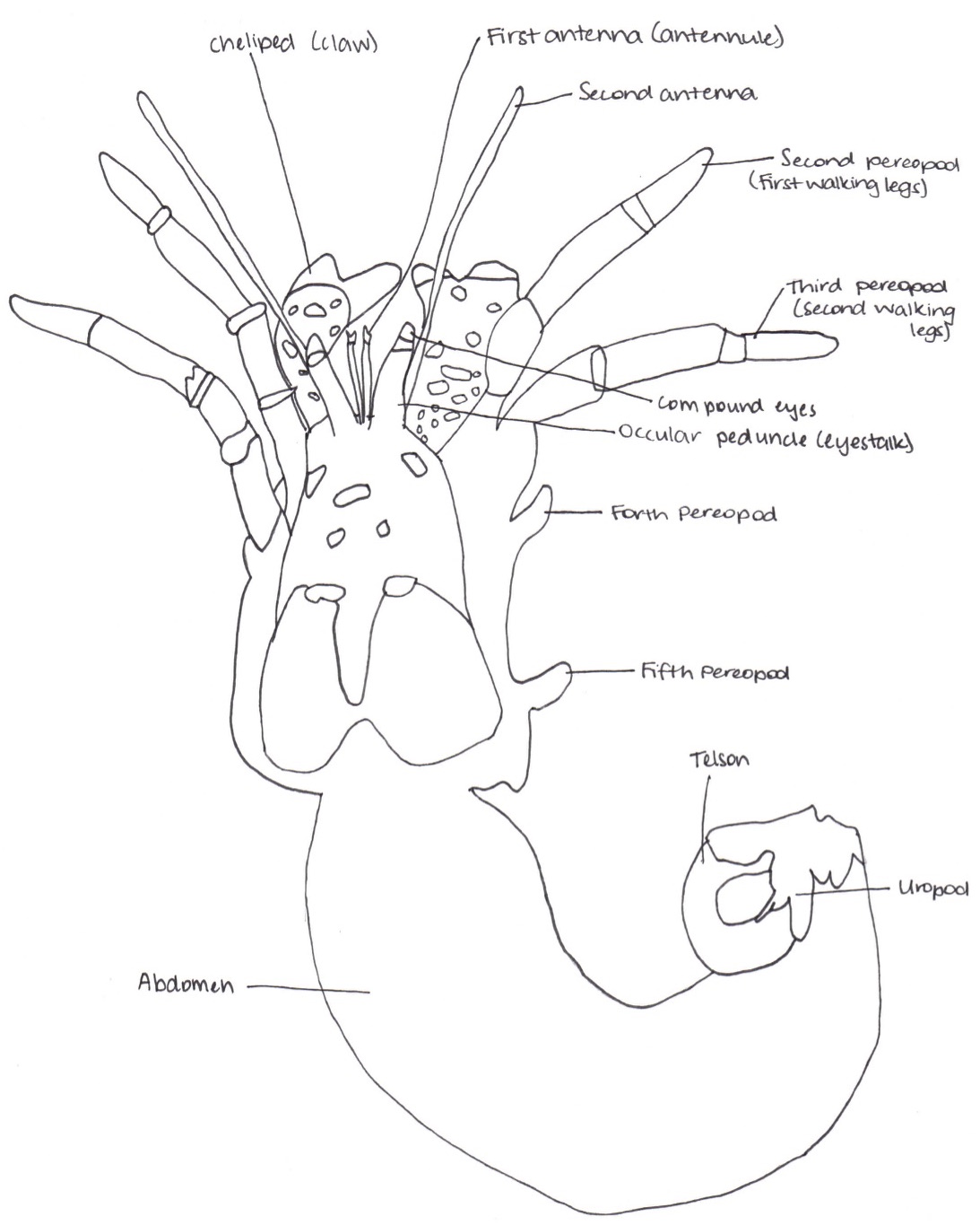 figure image